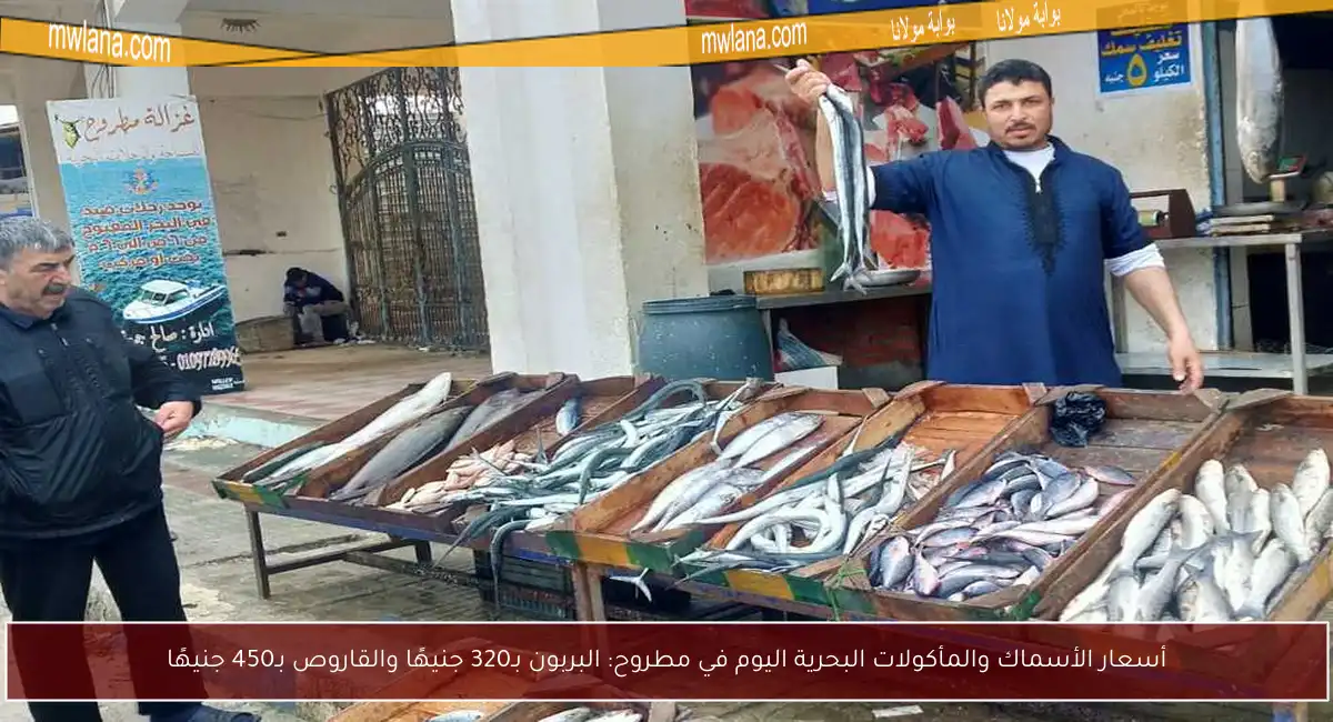أسعار الأسماك والمأكولات البحرية اليوم في مطروح: البربون بـ320 جنيهًا والقاروص بـ450 جنيهًا