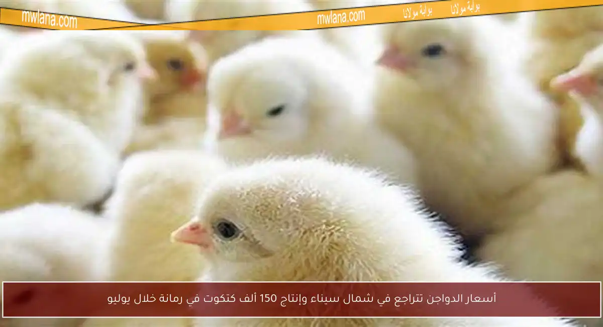 أسعار الدواجن تتراجع في شمال سيناء وإنتاج 150 ألف كتكوت في رمانة خلال يوليو