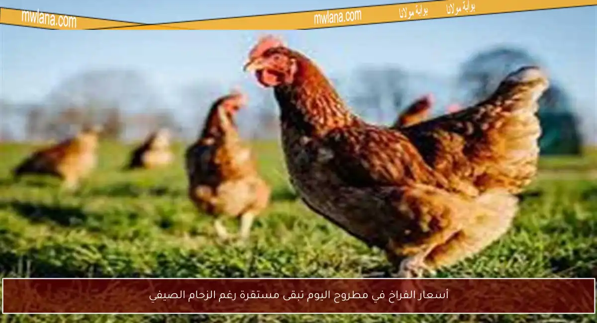 أسعار الفراخ في مطروح اليوم تبقى مستقرة رغم الزحام الصيفي