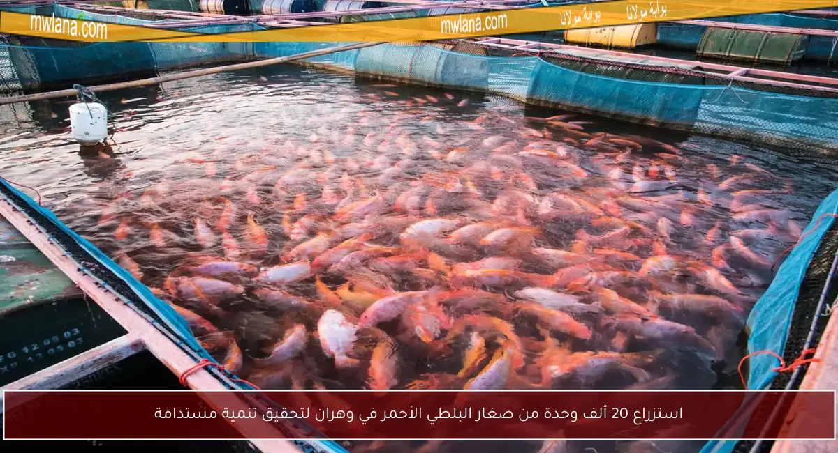 استزراع 20 ألف وحدة من صغار البلطي الأحمر في وهران لتحقيق تنمية مستدامة