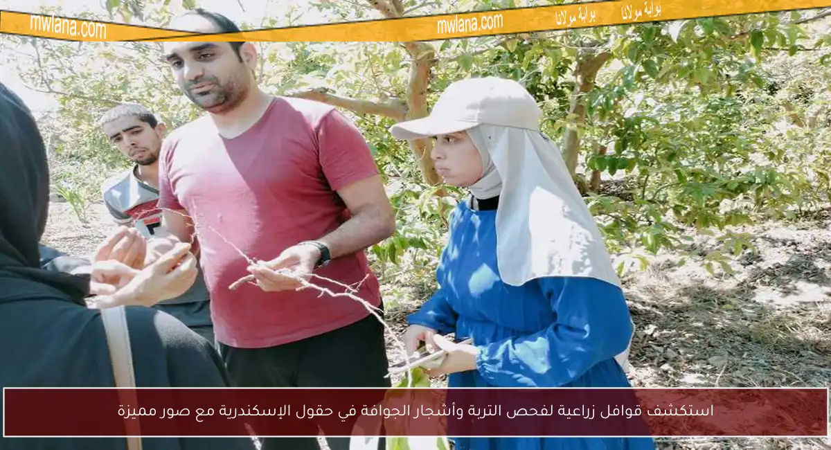 استكشف قوافل زراعية لفحص التربة وأشجار الجوافة في حقول الإسكندرية مع صور مميزة