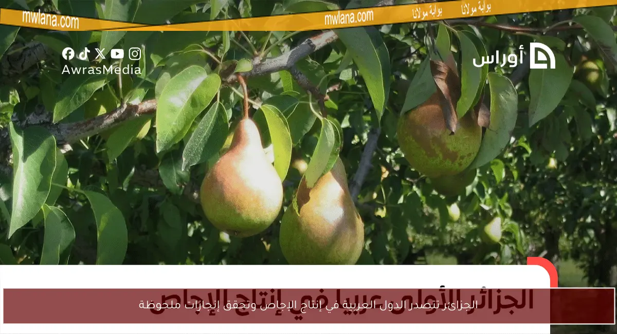 الجزائر تتصدر الدول العربية في إنتاج الإجاص وتحقق إنجازات ملحوظة