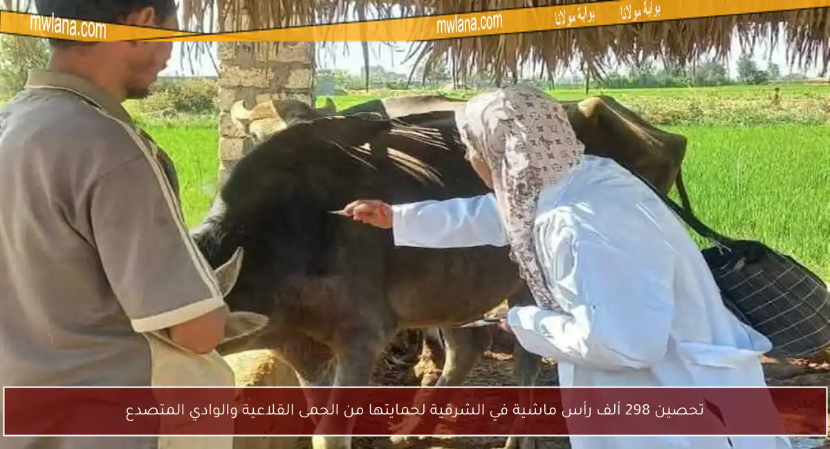 تحصين 298 ألف رأس ماشية في الشرقية لحمايتها من الحمى القلاعية والوادي المتصدع
