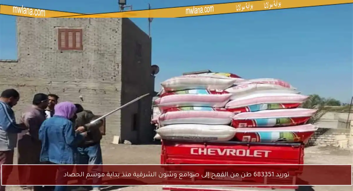 توريد 683351 طن من القمح إلى صوامع وشون الشرقية منذ بداية موسم الحصاد