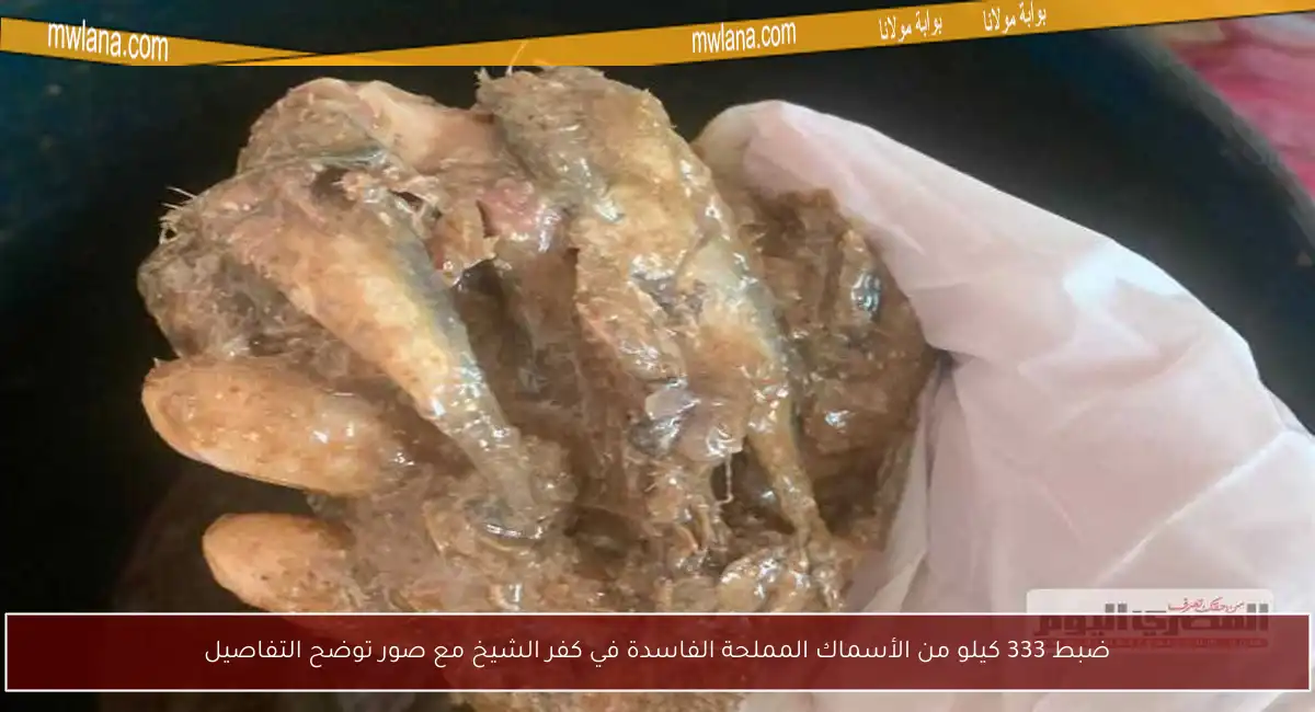ضبط 333 كيلو من الأسماك المملحة الفاسدة في كفر الشيخ مع صور توضح التفاصيل