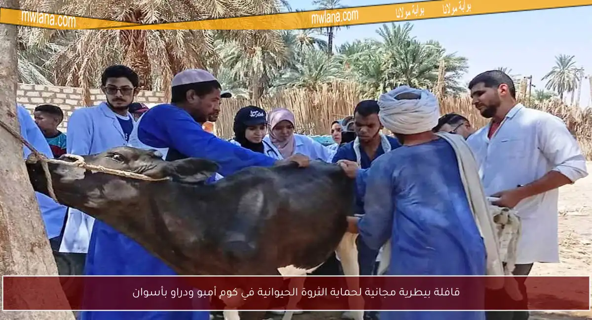 قافلة بيطرية مجانية لحماية الثروة الحيوانية في كوم أمبو ودراو بأسوان