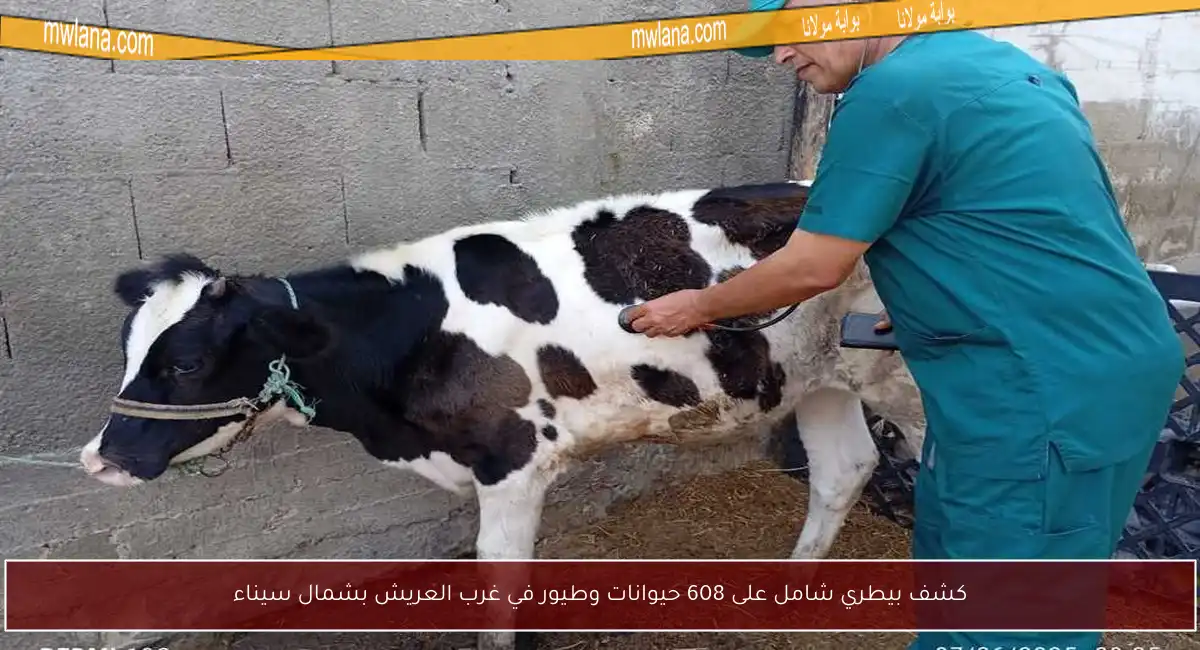 كشف بيطري شامل على 608 حيوانات وطيور في غرب العريش بشمال سيناء