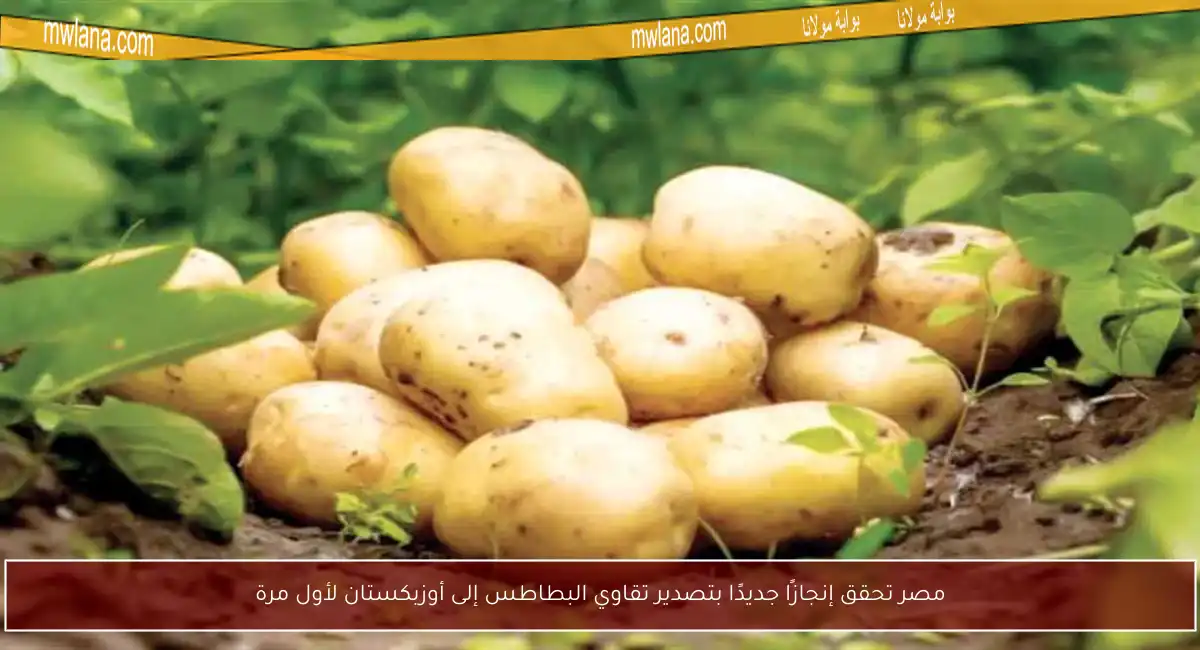 مصر تحقق إنجازًا جديدًا بتصدير تقاوي البطاطس إلى أوزبكستان لأول مرة