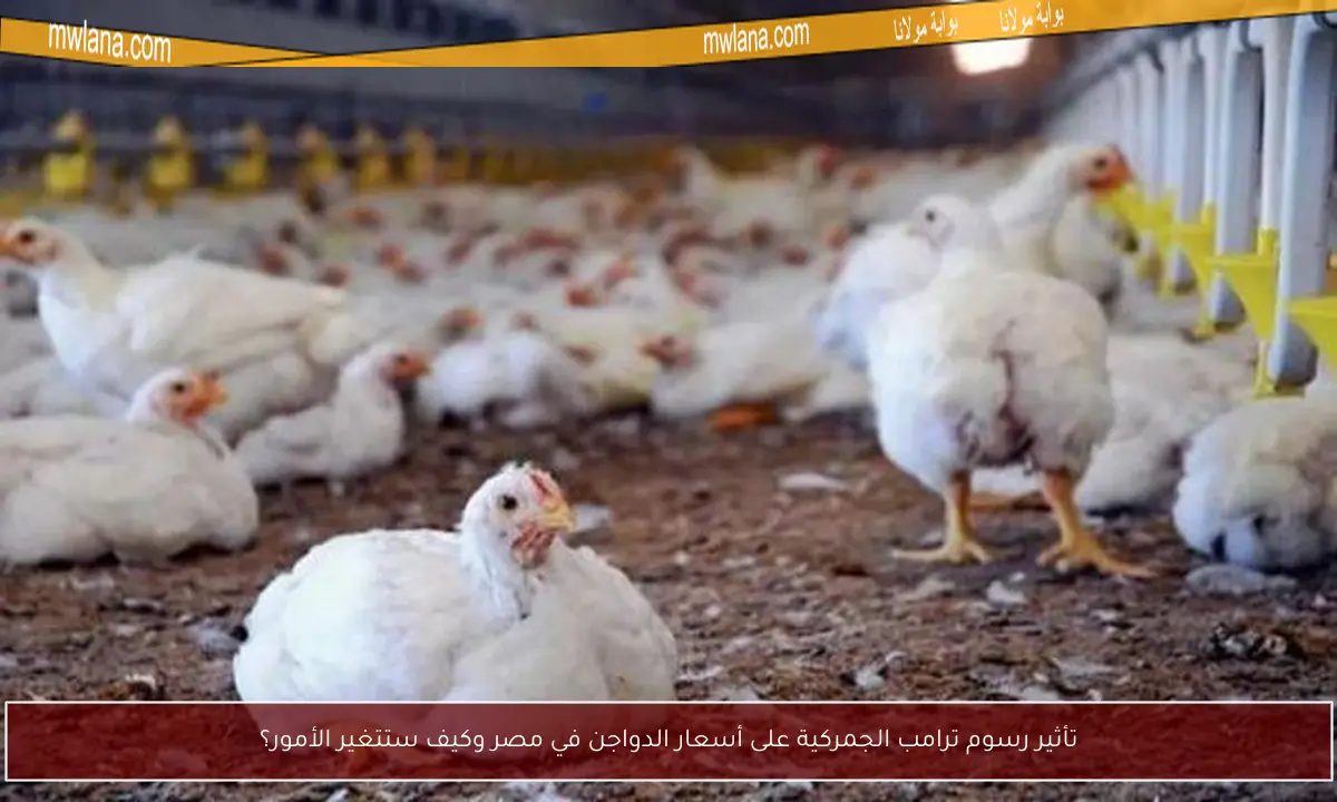 تأثير رسوم ترامب الجمركية على أسعار الدواجن في مصر وكيف ستتغير الأمور؟