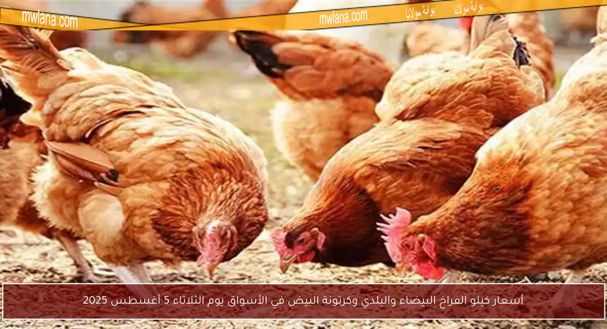 أسعار كيلو الفراخ البيضاء والبلدي وكرتونة البيض في الأسواق يوم الثلاثاء 5 أغسطس 2025