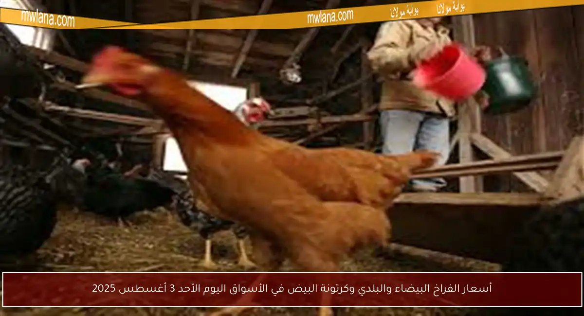 أسعار الفراخ البيضاء والبلدي وكرتونة البيض في الأسواق اليوم الأحد 3 أغسطس 2025