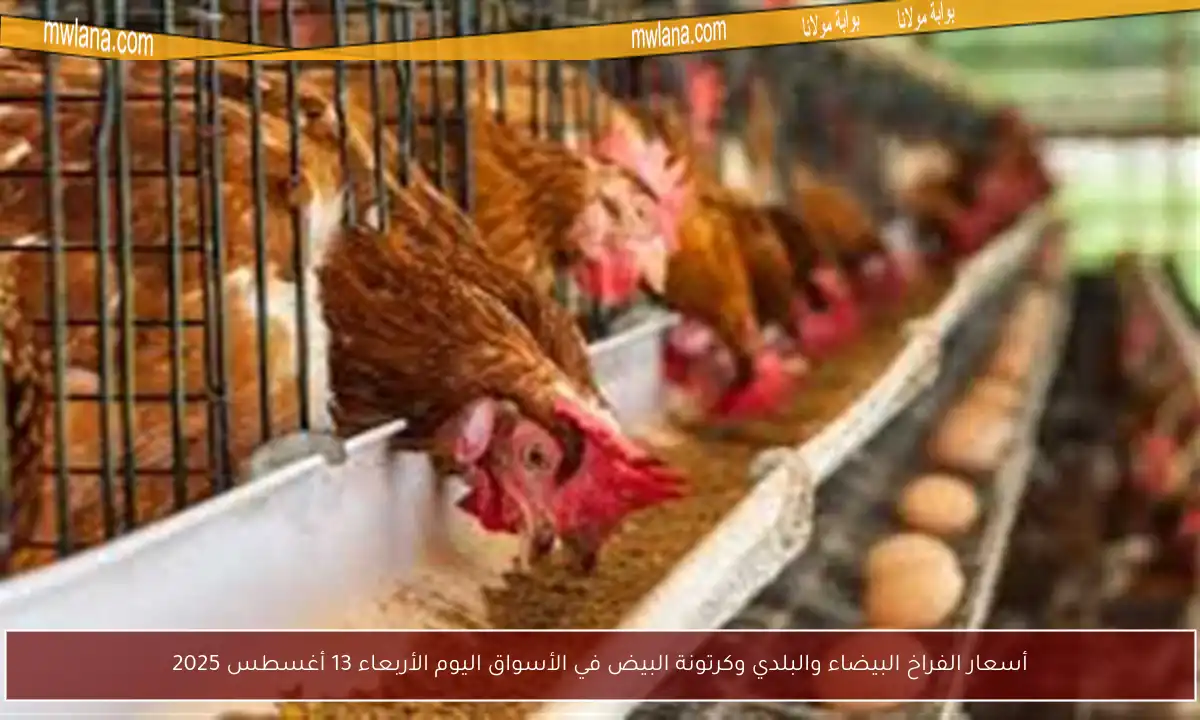 أسعار الفراخ البيضاء والبلدي وكرتونة البيض في الأسواق اليوم الأربعاء 13 أغسطس 2025