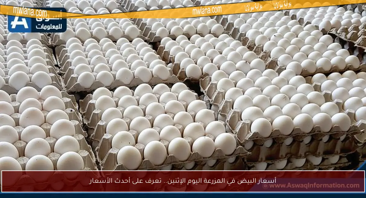 أسعار البيض في المزرعة اليوم الإثنين.. تعرف على أحدث الأسعار