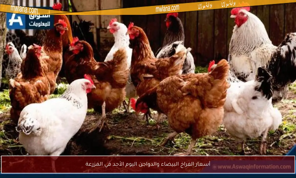 أسعار الفراخ البيضاء والدواجن اليوم الأحد في المزرعة