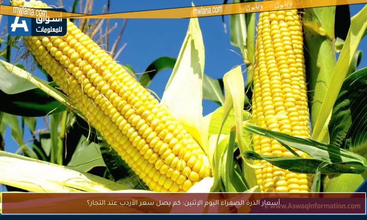 أسعار الذرة الصفراء اليوم الإثنين: كم يصل سعر الأردب عند التجار؟