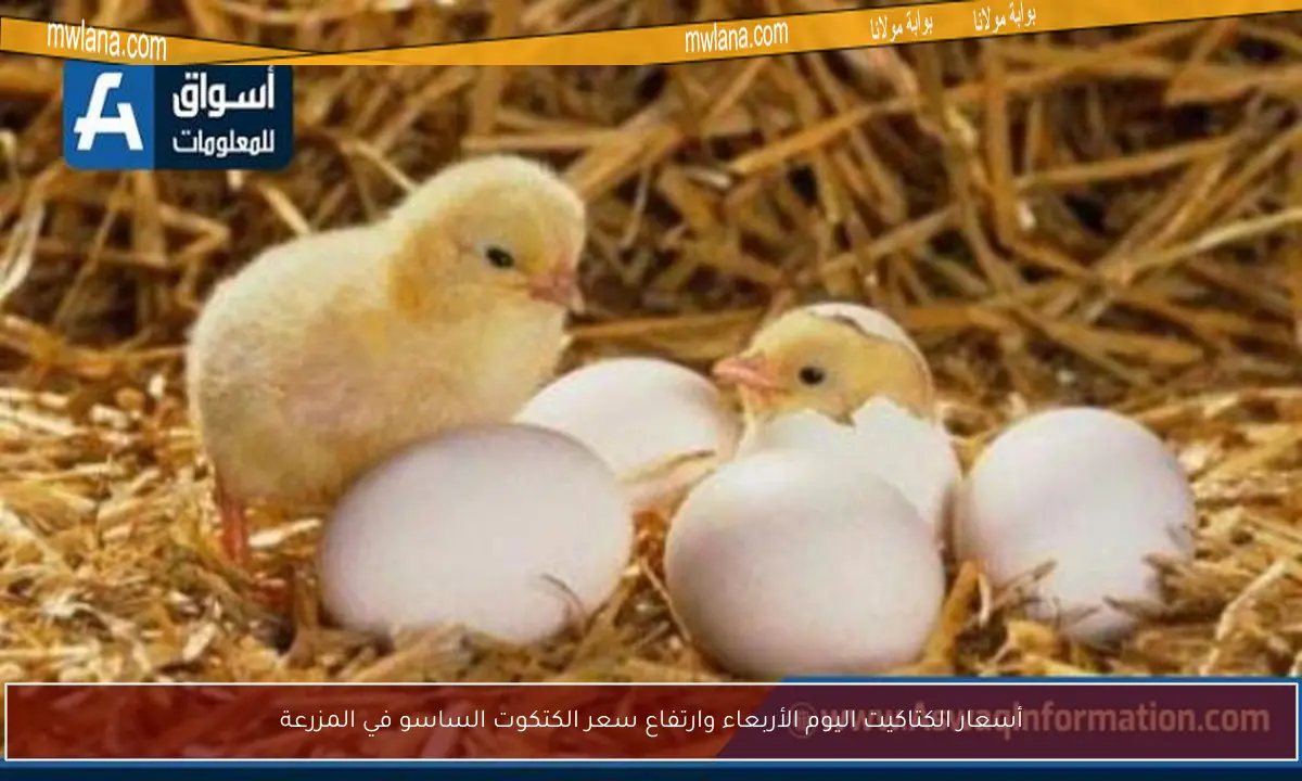 أسعار الكتاكيت اليوم الأربعاء وارتفاع سعر الكتكوت الساسو في المزرعة