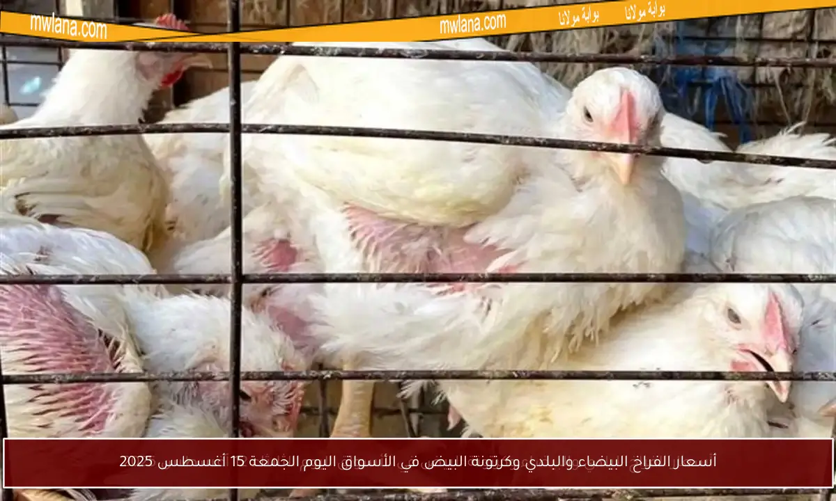 أسعار الفراخ البيضاء والبلدي وكرتونة البيض في الأسواق اليوم الجمعة 15 أغسطس 2025