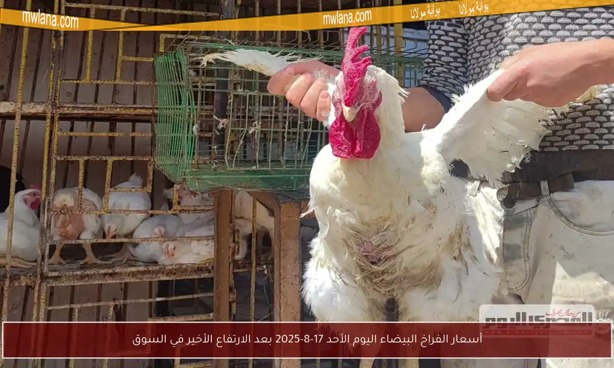أسعار الفراخ البيضاء اليوم الأحد 17-8-2025 بعد الارتفاع الأخير في السوق