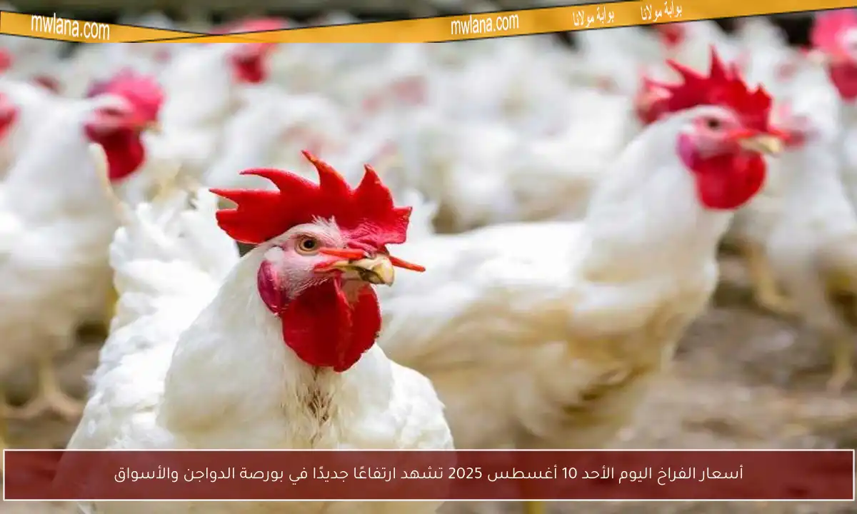 أسعار الفراخ اليوم الأحد 10 أغسطس 2025 تشهد ارتفاعًا جديدًا في بورصة الدواجن والأسواق