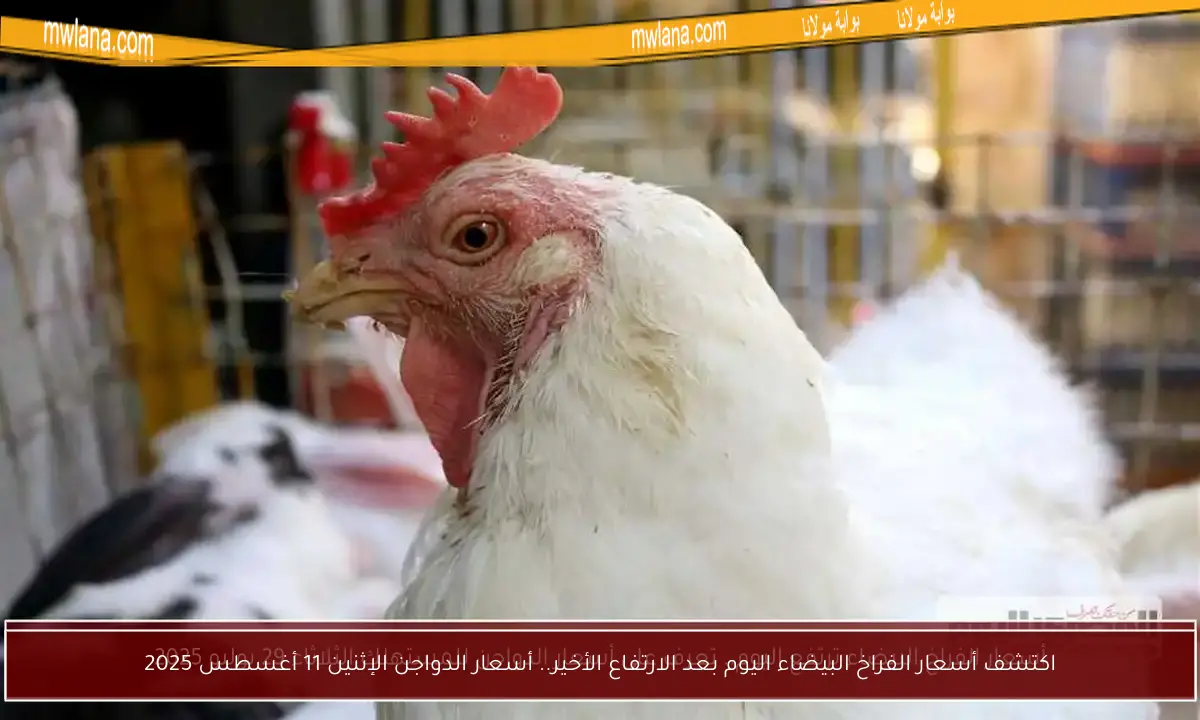 اكتشف أسعار الفراخ البيضاء اليوم بعد الارتفاع الأخير.. أسعار الدواجن الإثنين 11 أغسطس 2025