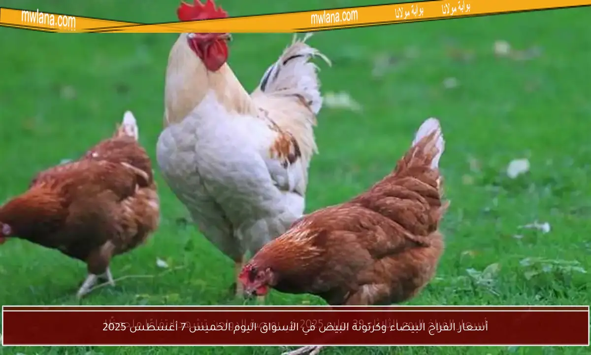 أسعار الفراخ البيضاء وكرتونة البيض في الأسواق اليوم الخميس 7 أغسطس 2025