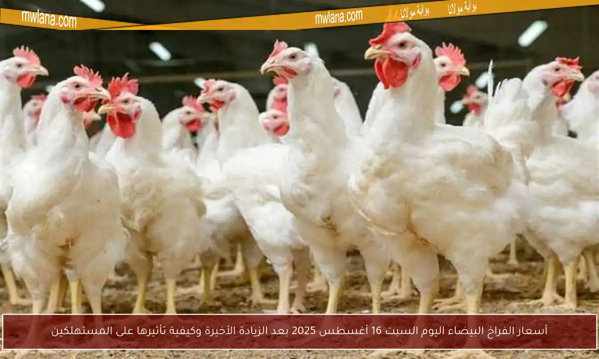 أسعار الفراخ البيضاء اليوم السبت 16 أغسطس 2025 بعد الزيادة الأخيرة وكيفية تأثيرها على المستهلكين