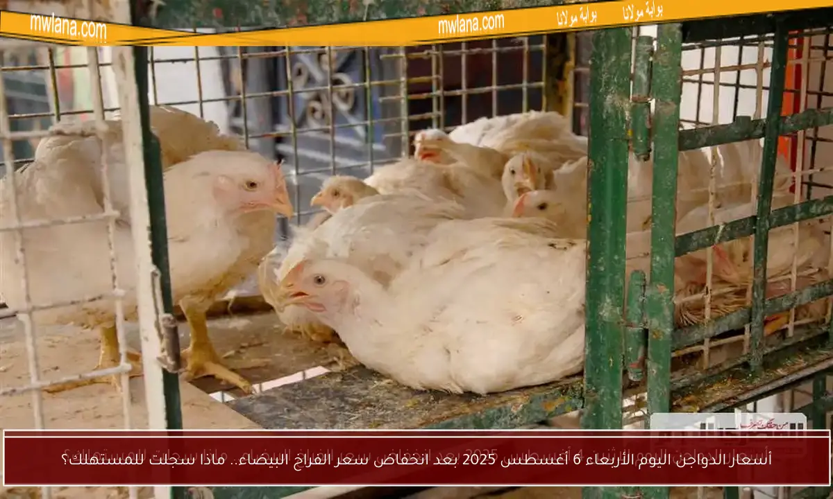 أسعار الدواجن اليوم الأربعاء 6 أغسطس 2025 بعد انخفاض سعر الفراخ البيضاء.. ماذا سجلت للمستهلك؟