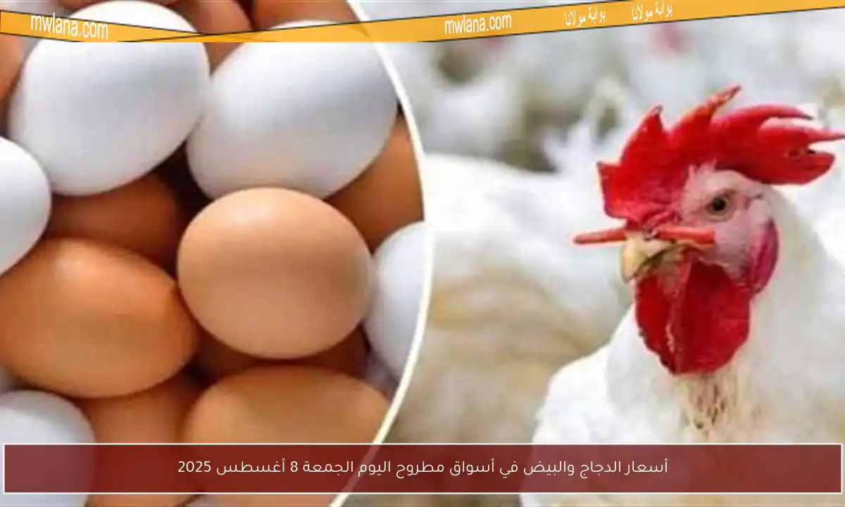 أسعار الدجاج والبيض في أسواق مطروح اليوم الجمعة 8 أغسطس 2025