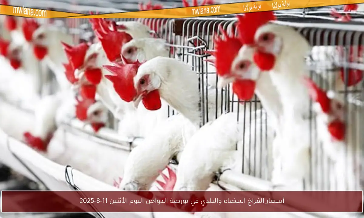 أسعار الفراخ البيضاء والبلدي في بورصة الدواجن اليوم الأثنين 11-8-2025