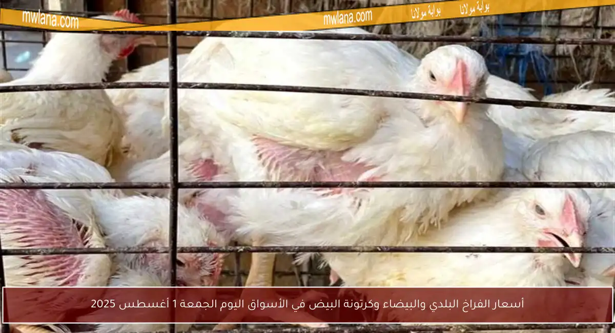 أسعار الفراخ البلدي والبيضاء وكرتونة البيض في الأسواق اليوم الجمعة 1 أغسطس 2025