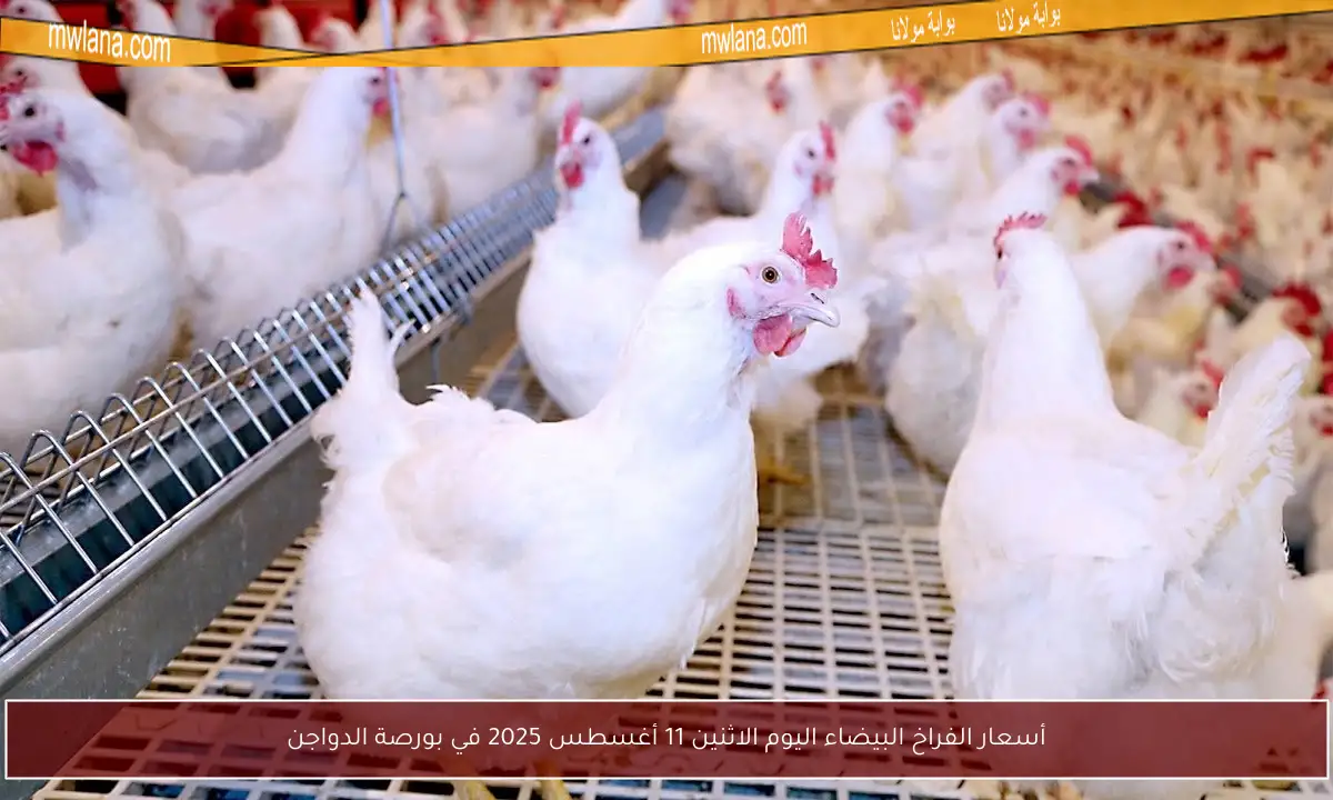 أسعار الفراخ البيضاء اليوم الاثنين 11 أغسطس 2025 في بورصة الدواجن