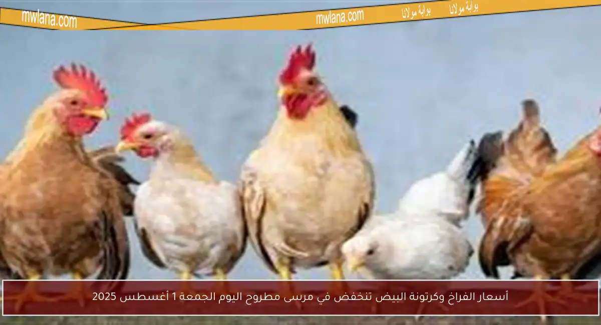 أسعار الفراخ وكرتونة البيض تنخفض في مرسى مطروح اليوم الجمعة 1 أغسطس 2025