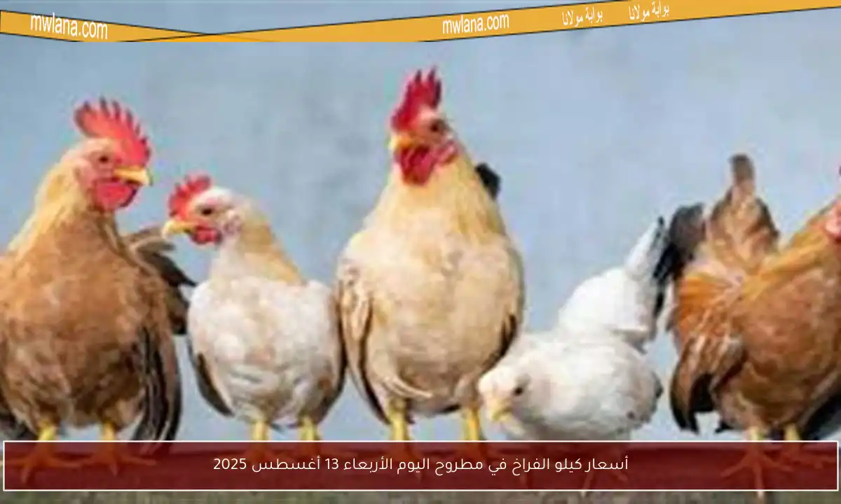 أسعار كيلو الفراخ في مطروح اليوم الأربعاء 13 أغسطس 2025