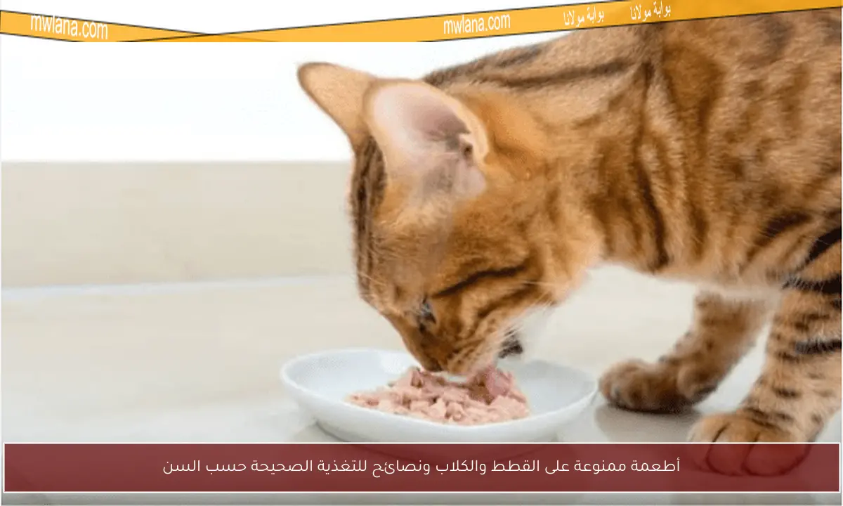أطعمة ممنوعة على القطط والكلاب ونصائح للتغذية الصحيحة حسب السن