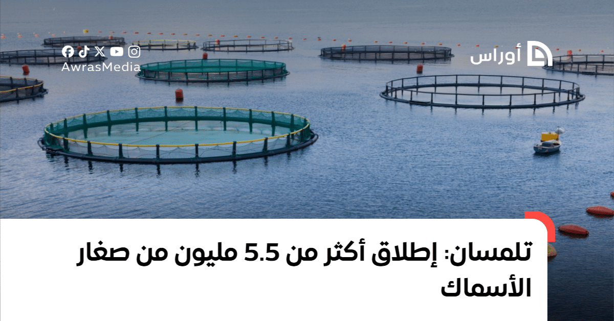 إطلاق أكثر من 5.5 مليون سمكة صغيرة في تلمسان لتعزيز الحياة البحرية