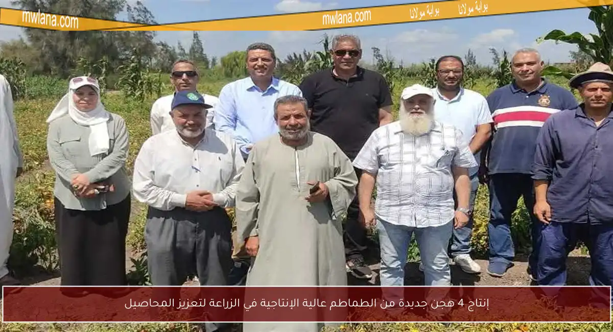 إنتاج 4 هجن جديدة من الطماطم عالية الإنتاجية في الزراعة لتعزيز المحاصيل