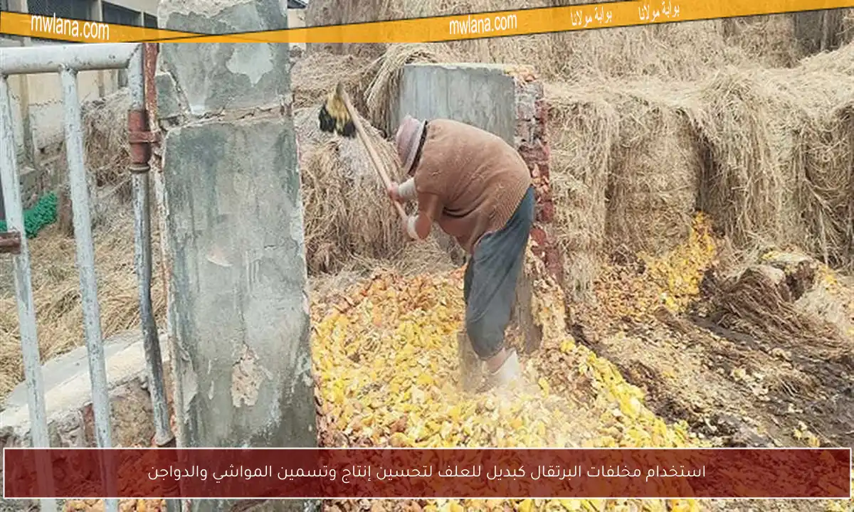 استخدام مخلفات البرتقال كبديل للعلف لتحسين إنتاج وتسمين المواشي والدواجن