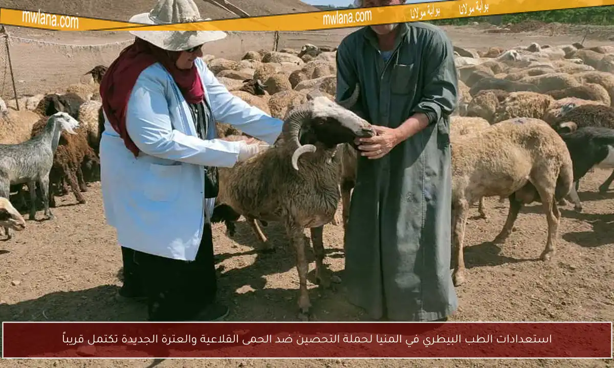 استعدادات الطب البيطري في المنيا لحملة التحصين ضد الحمى القلاعية والعترة الجديدة تكتمل قريباً