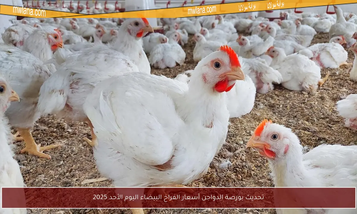 تحديث بورصة الدواجن أسعار الفراخ البيضاء اليوم الأحد 2025