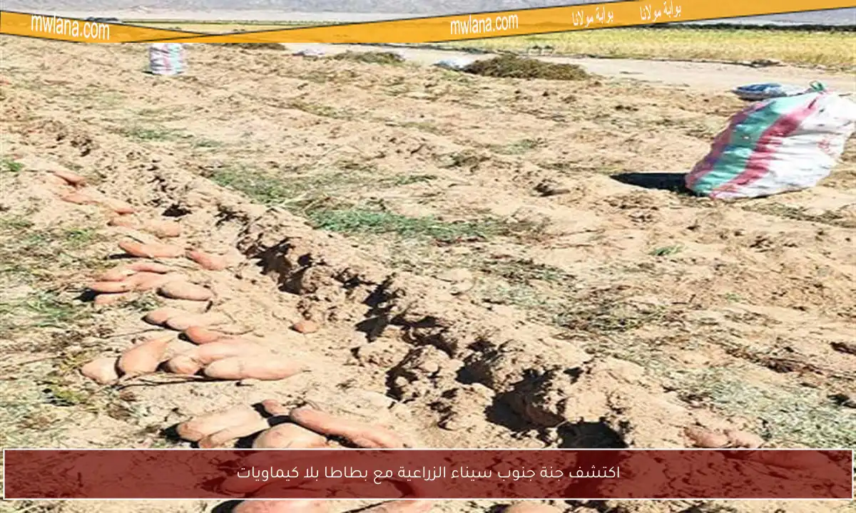 اكتشف جنة جنوب سيناء الزراعية مع بطاطا بلا كيماويات