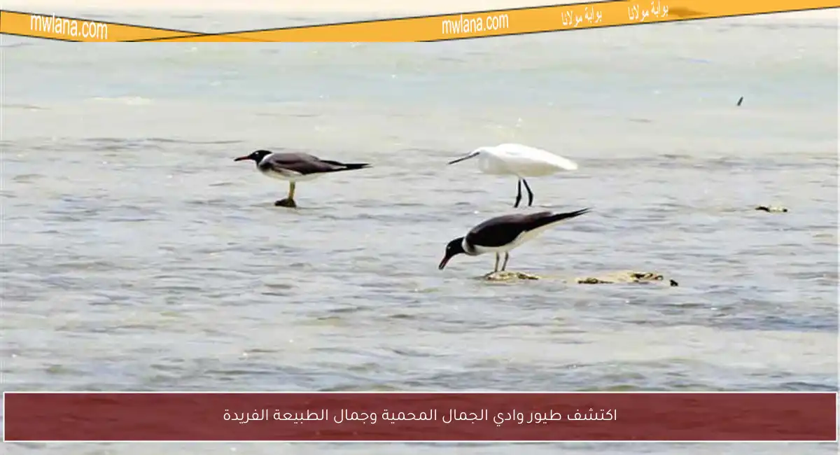 اكتشف طيور وادي الجمال المحمية وجمال الطبيعة الفريدة