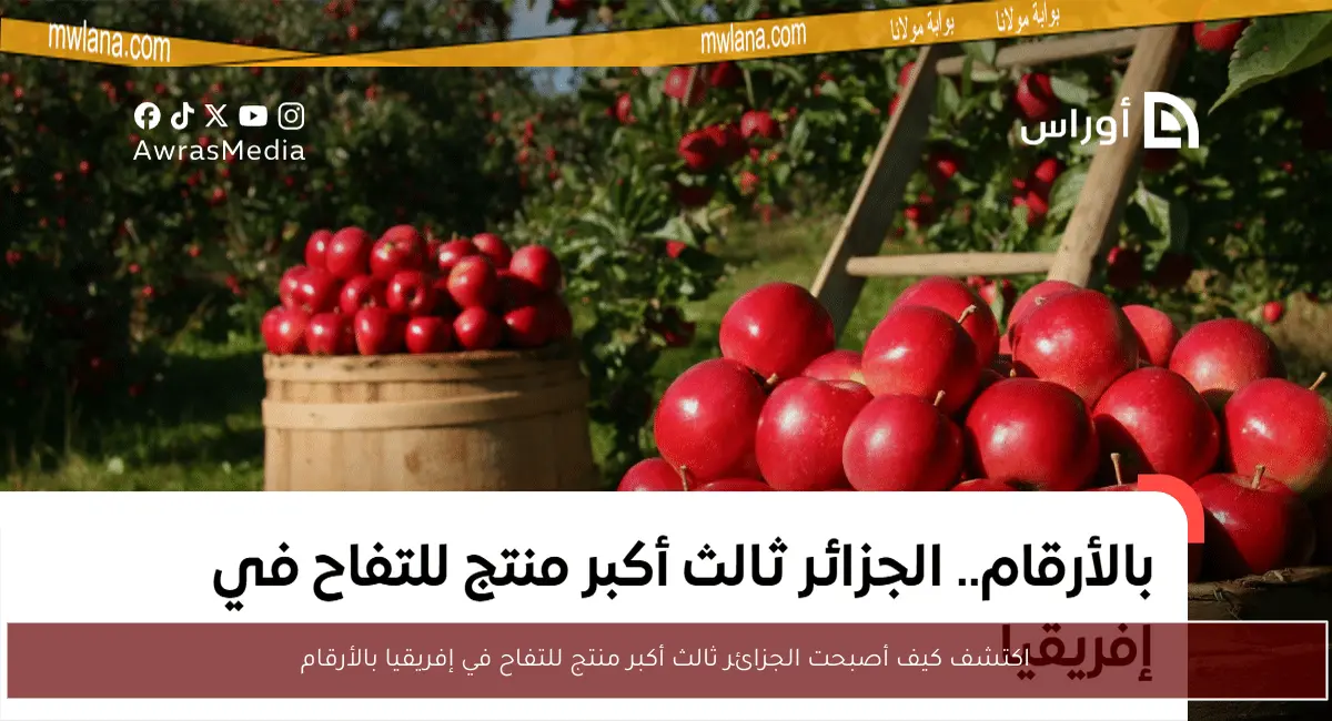 اكتشف كيف أصبحت الجزائر ثالث أكبر منتج للتفاح في إفريقيا بالأرقام