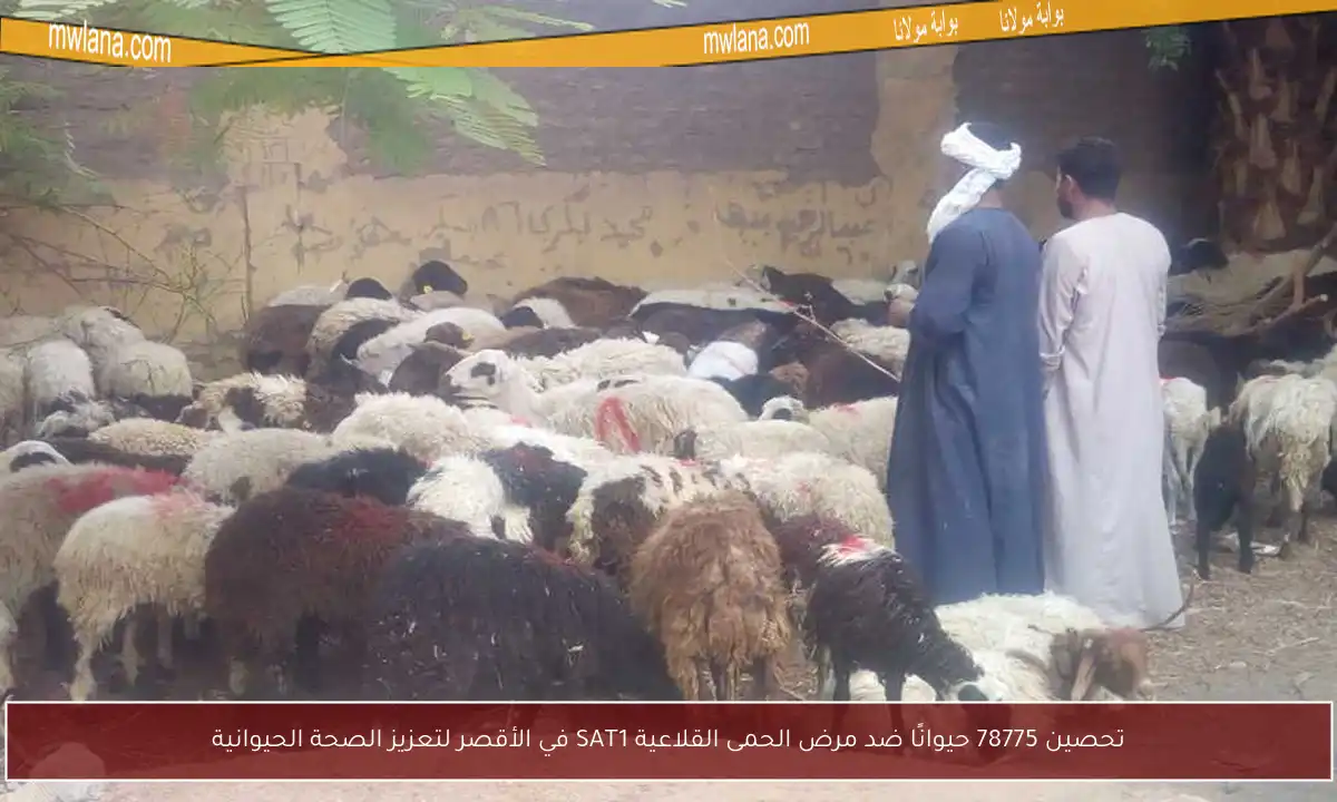تحصين 78775 حيوانًا ضد مرض الحمى القلاعية SAT1 في الأقصر لتعزيز الصحة الحيوانية