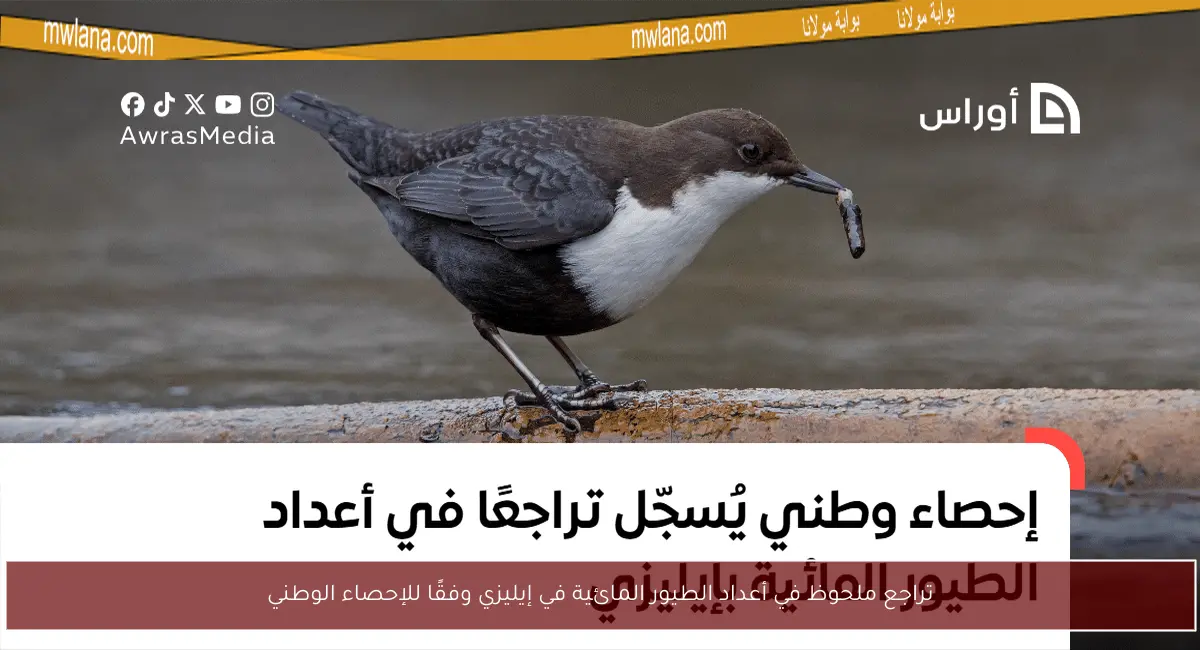 تراجع ملحوظ في أعداد الطيور المائية في إيليزي وفقًا للإحصاء الوطني