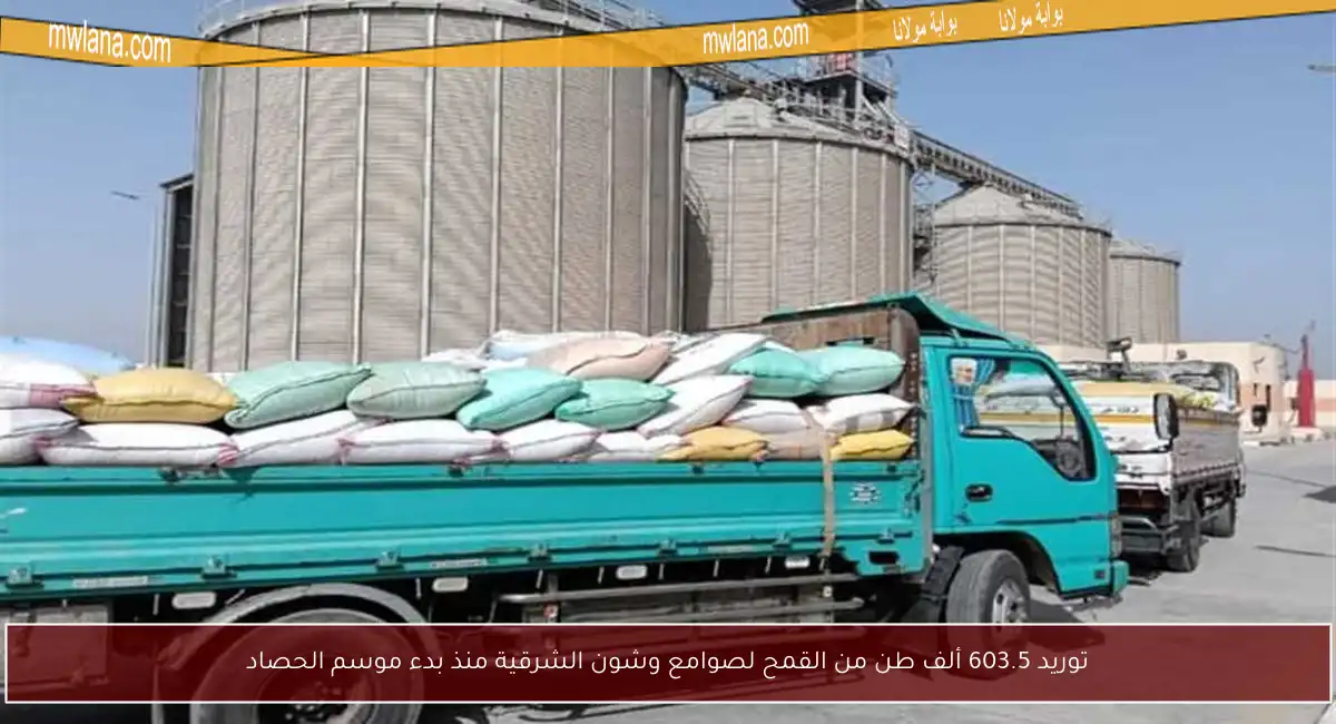 توريد 603.5 ألف طن من القمح لصوامع وشون الشرقية منذ بدء موسم الحصاد