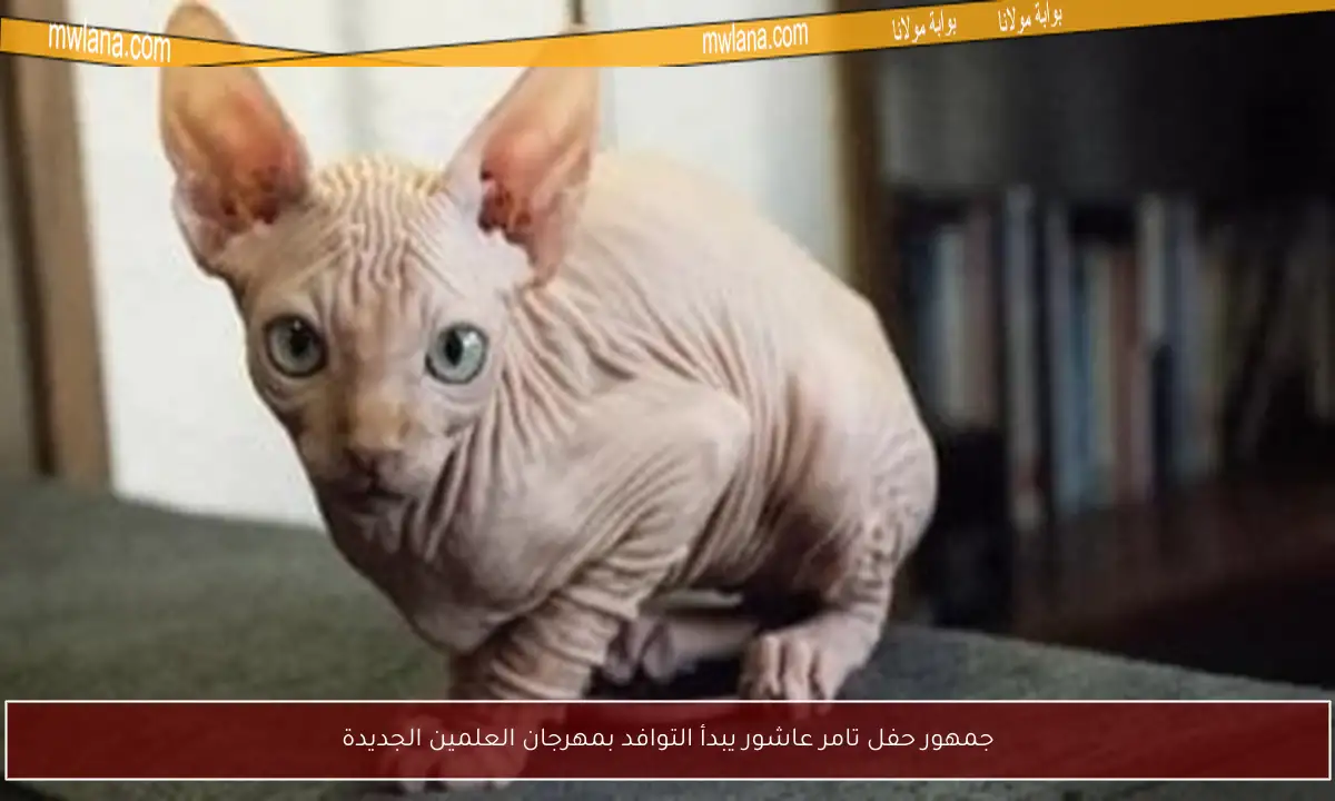 جمهور حفل تامر عاشور يبدأ التوافد بمهرجان العلمين الجديدة