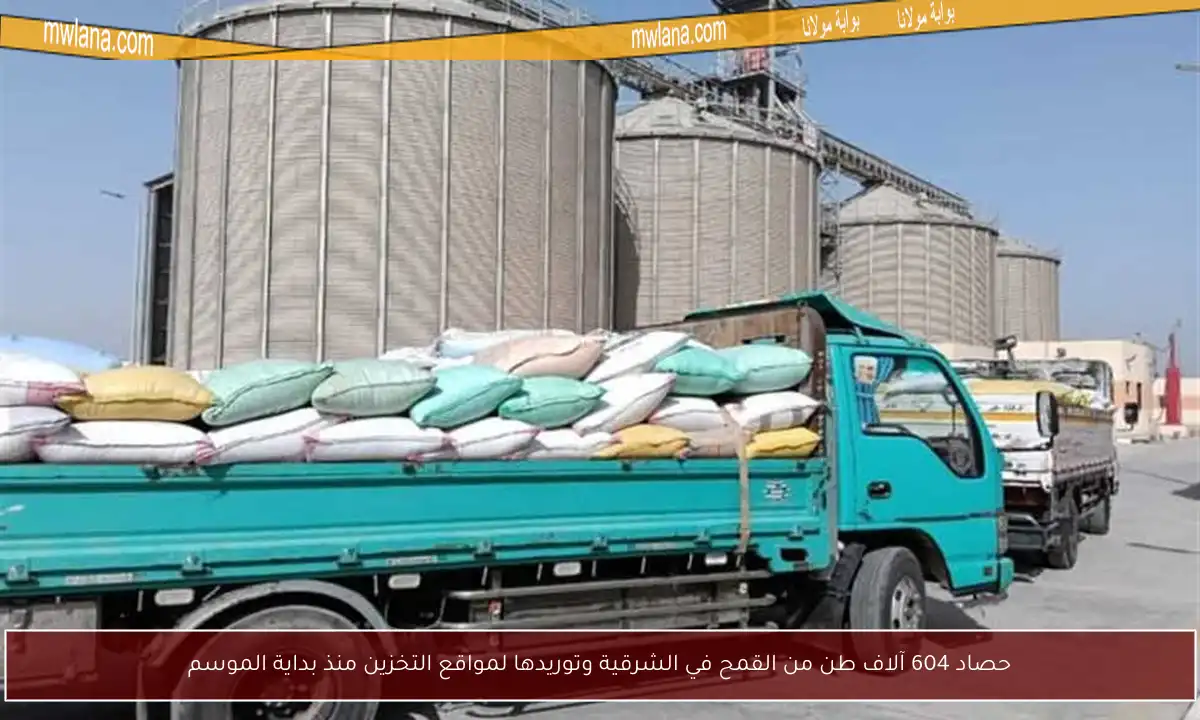 حصاد 604 آلاف طن من القمح في الشرقية وتوريدها لمواقع التخزين منذ بداية الموسم