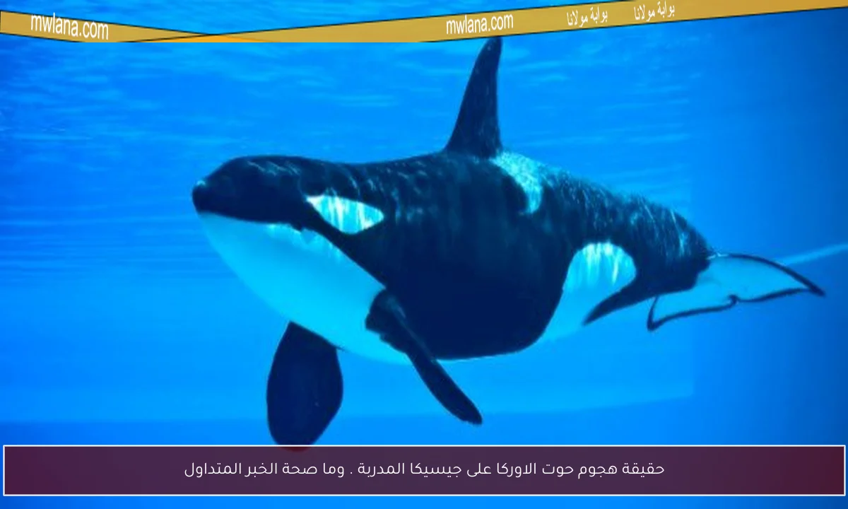 حقيقة هجوم حوت الاوركا على جيسيكا المدربة . وما صحة الخبر المتداول