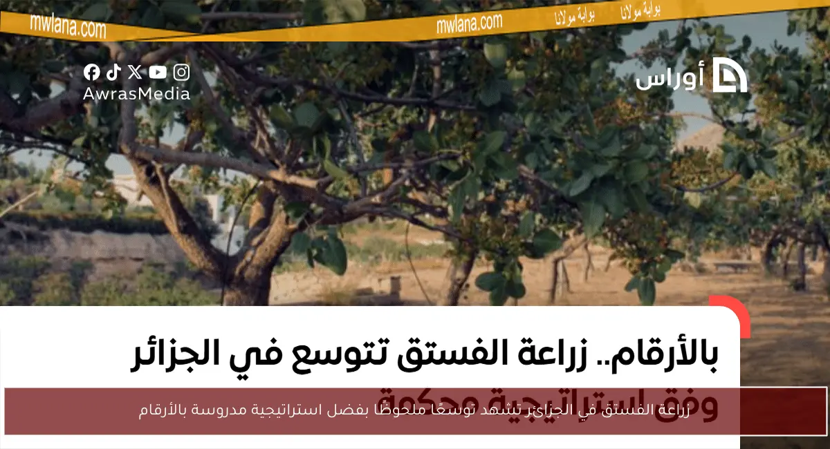 زراعة الفستق في الجزائر تشهد توسعًا ملحوظًا بفضل استراتيجية مدروسة بالأرقام