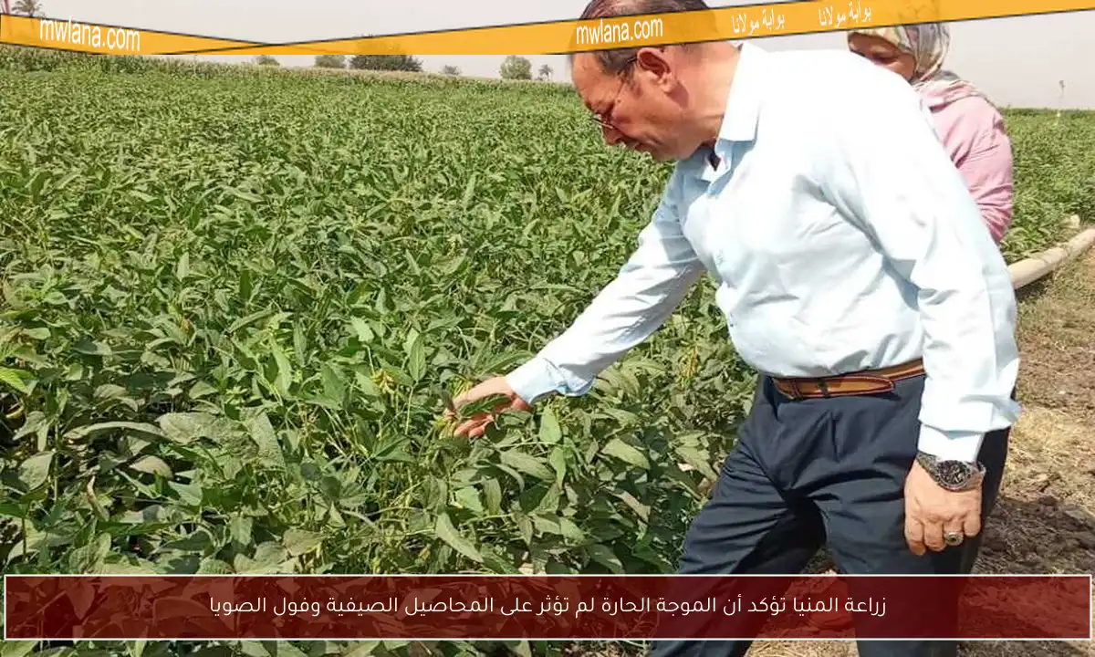 زراعة المنيا تؤكد أن الموجة الحارة لم تؤثر على المحاصيل الصيفية وفول الصويا